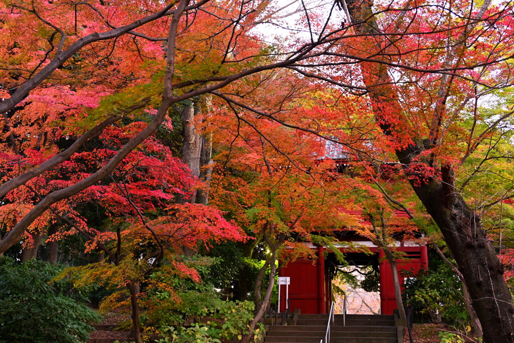 紅葉の仁王門