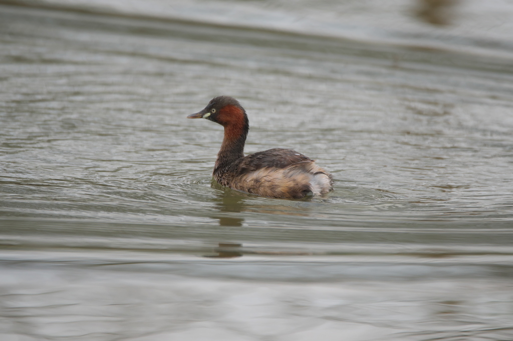 知ったかぶりカイツブリ