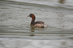 知ったかぶりカイツブリ