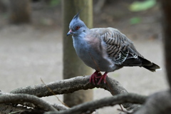 Crested Pigeon