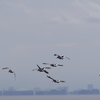 都鳥の飛翔