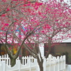 Akebono Beach Park
