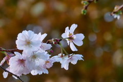 十月桜