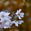 十月桜
