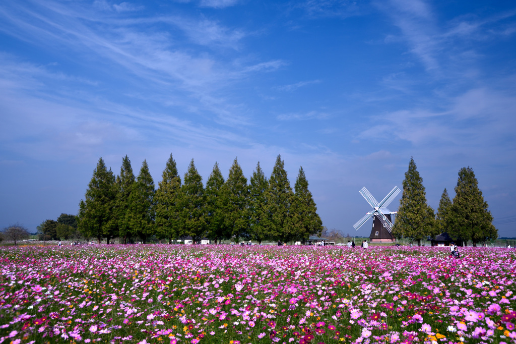 秋桜と風車のある風景