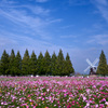秋桜と風車のある風景