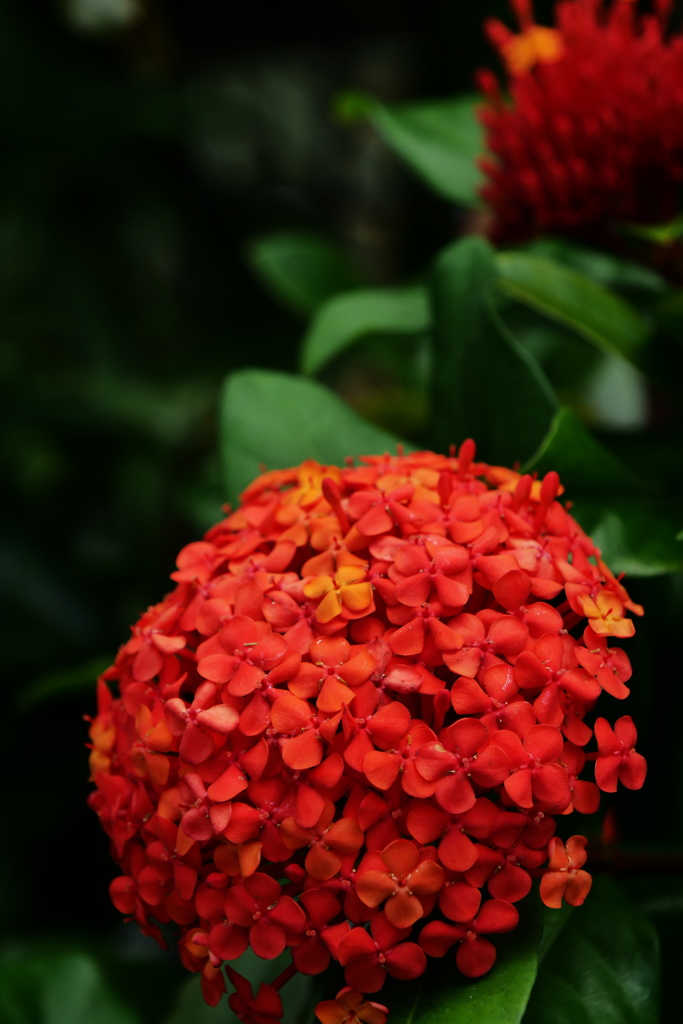 公園散歩≫≫Ixora chinensis