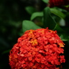 公園散歩≫≫Ixora chinensis