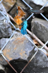 上昇