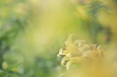 Yellow Fog