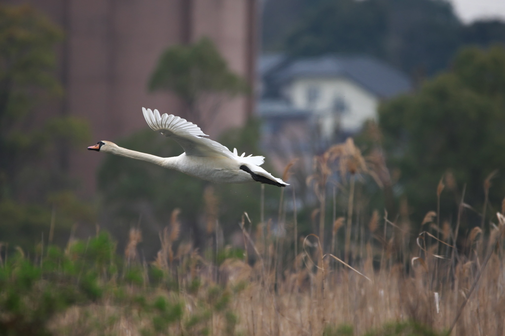 Tchaikovsky: Swan Lake