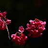 満開の寒緋桜