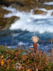 海岸のガマの実