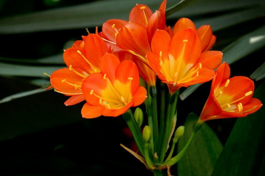 World Flowers in Flower Dome（３）