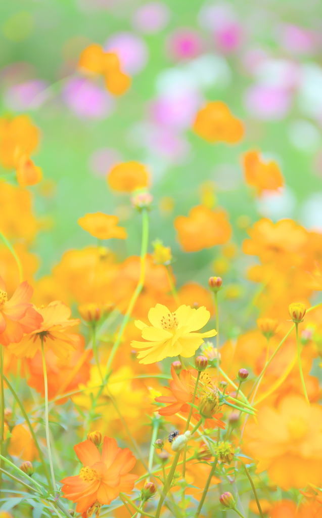 黄花秋桜