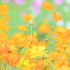 黄花秋桜