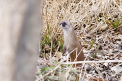 あっ!!いたっち