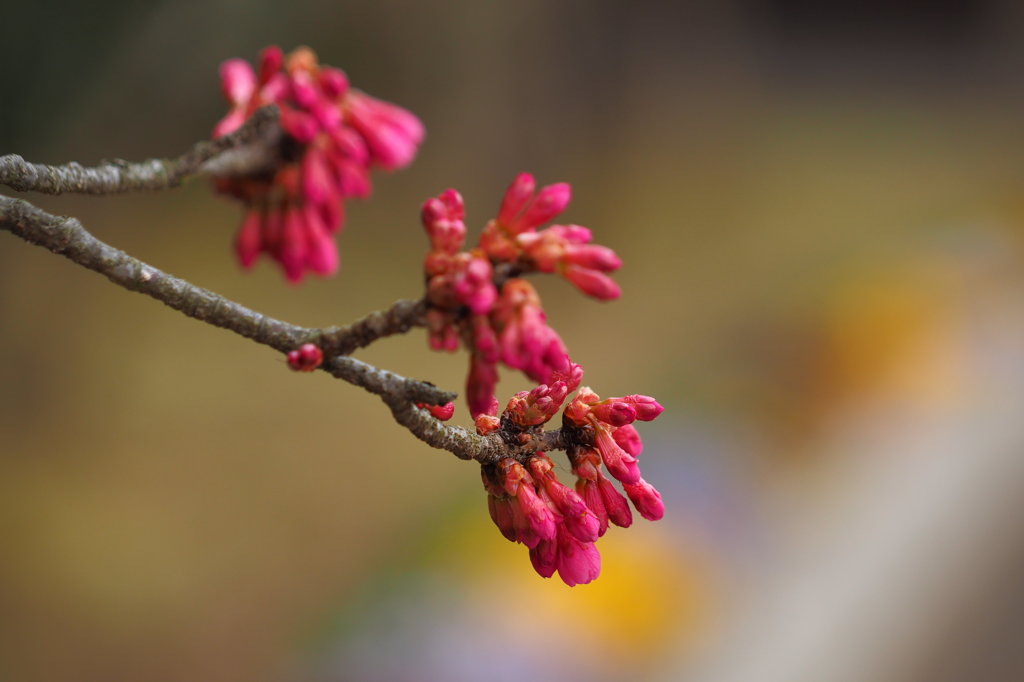 Taiwan cherry