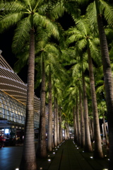 Palm trees along Marina Bay