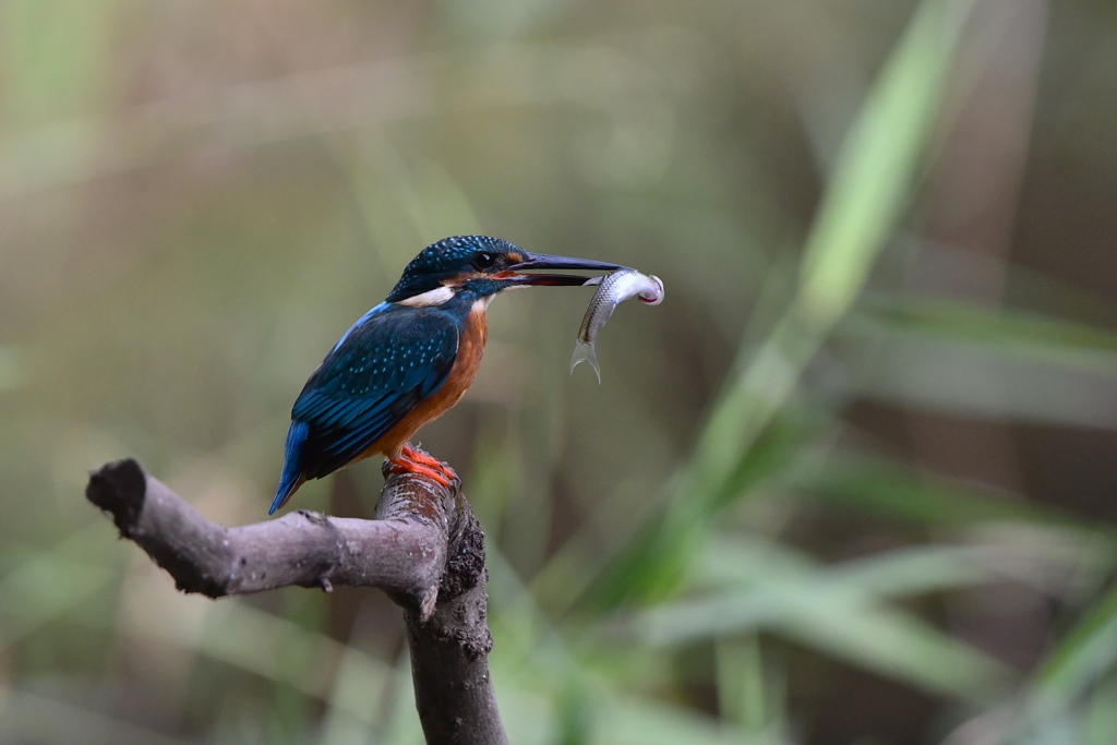 Compare with Kingfisher（３）
