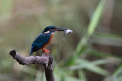Compare with Kingfisher（３）