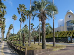 天草四郎ミュージアムと街路樹