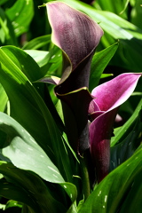 World Flowers in Flower Dome（２）