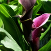 World Flowers in Flower Dome（２）