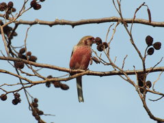 お食事中のベニマシコ君