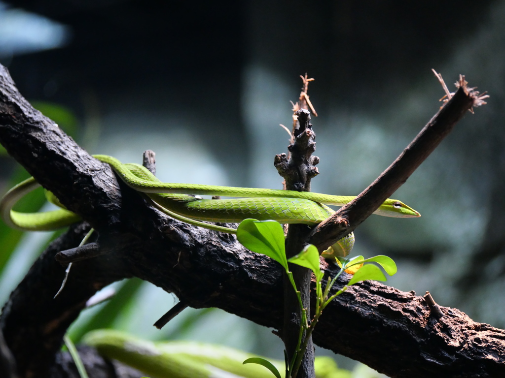 Oriental Whio Snake