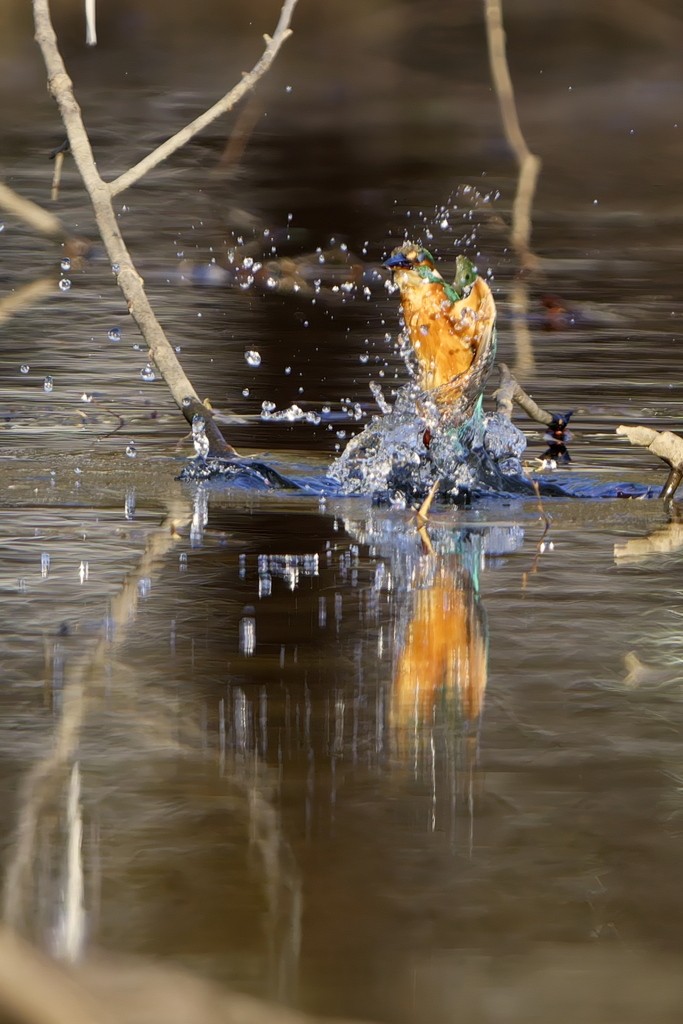 残念カワちゃん