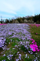 羊山公園の芝桜