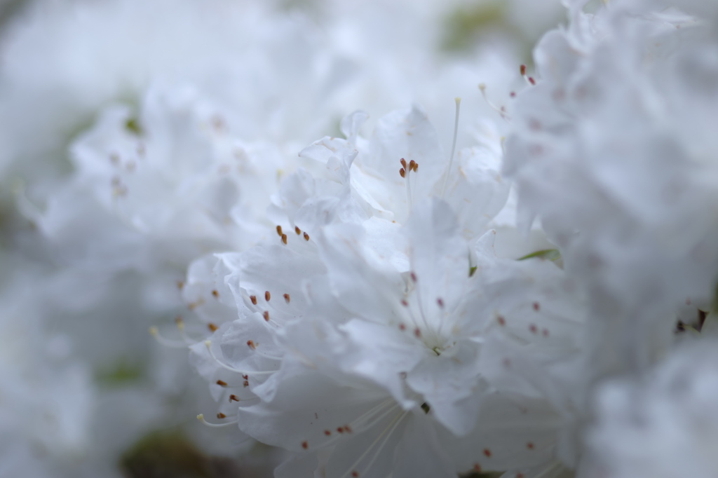 清純