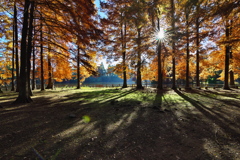 落羽松樹林の光と影