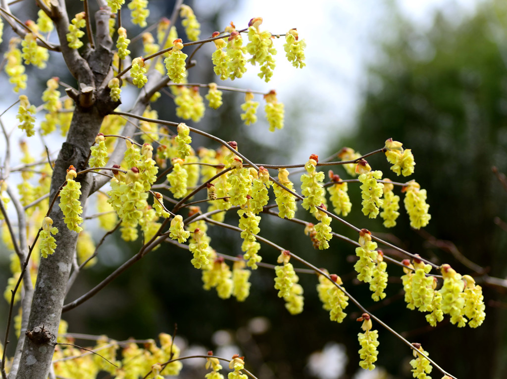 トサミズキの花