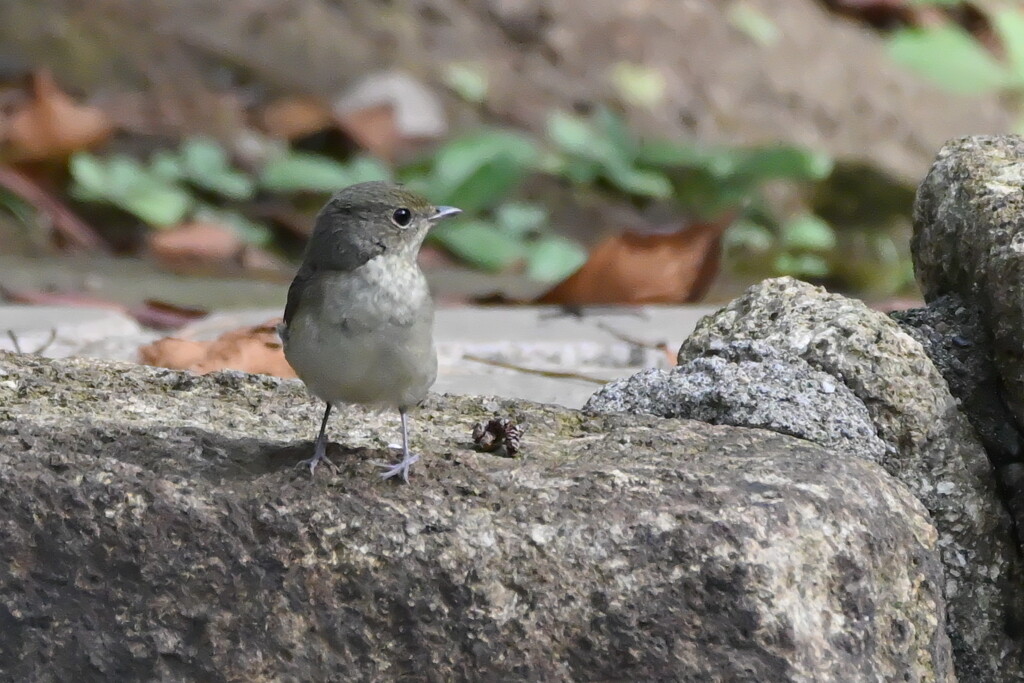 コサメビタキ幼鳥