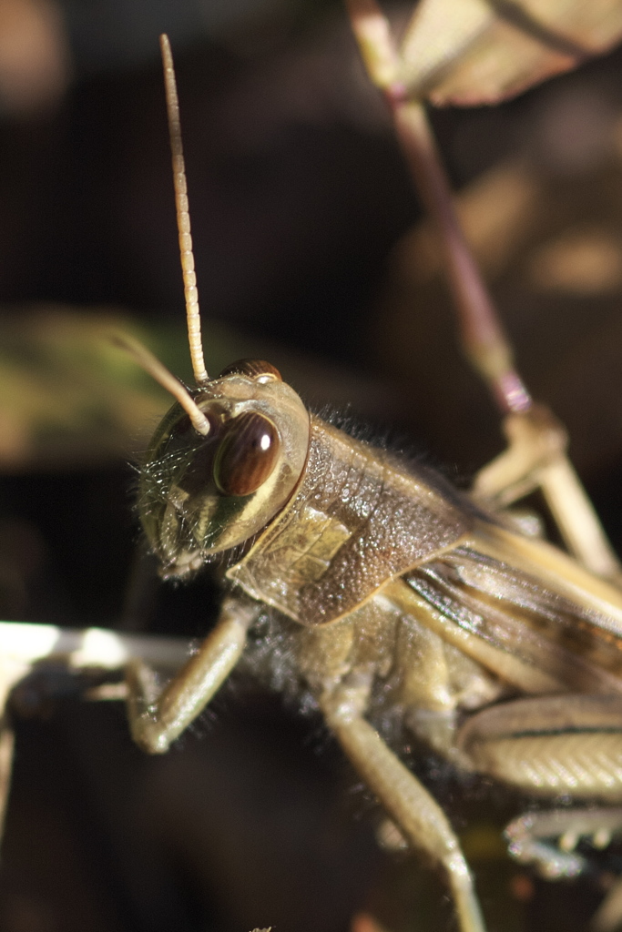 初冬の昆虫達 バッタ