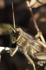 初冬の昆虫達 バッタ