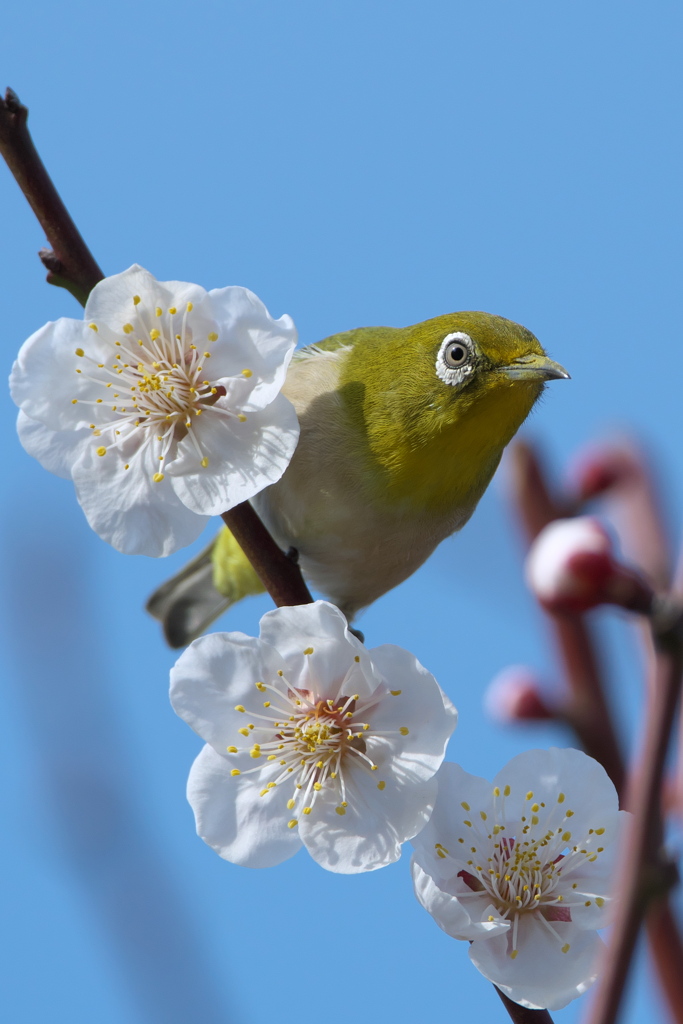 ウメジロー