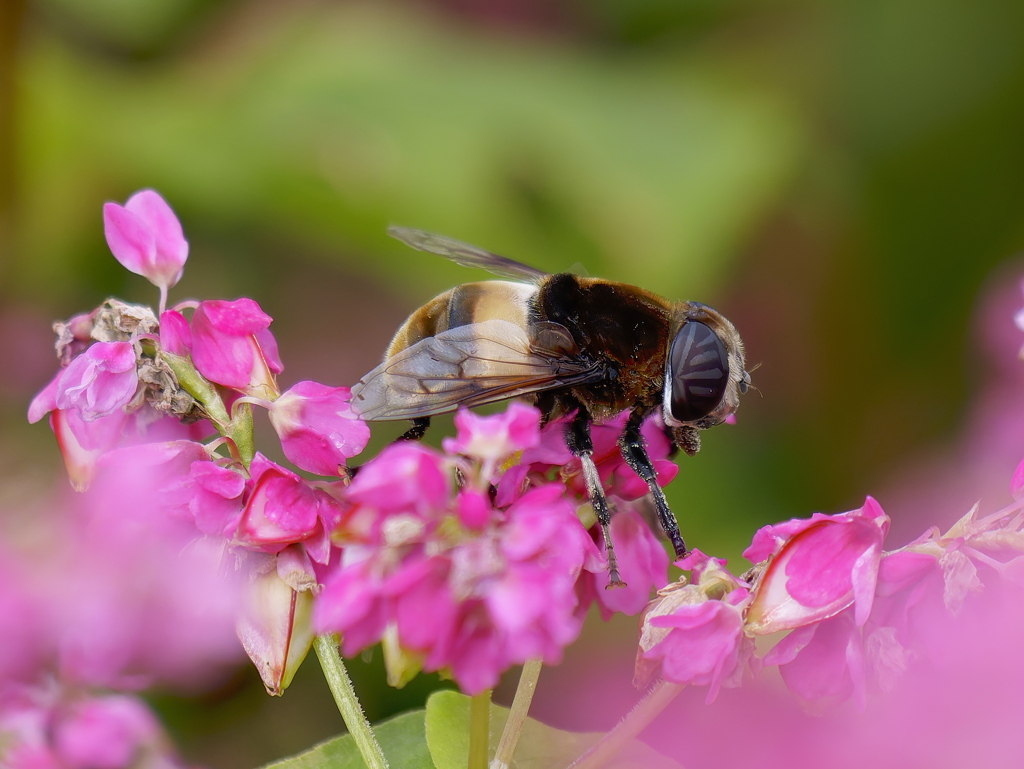 ソバの花にオオハナアブ