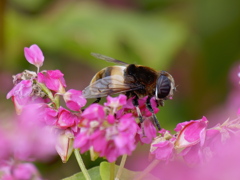 ソバの花にオオハナアブ