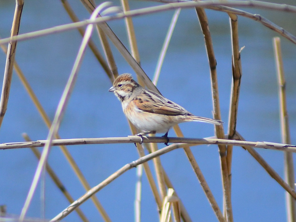 カシラダカ...？