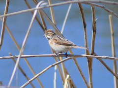 カシラダカ...？