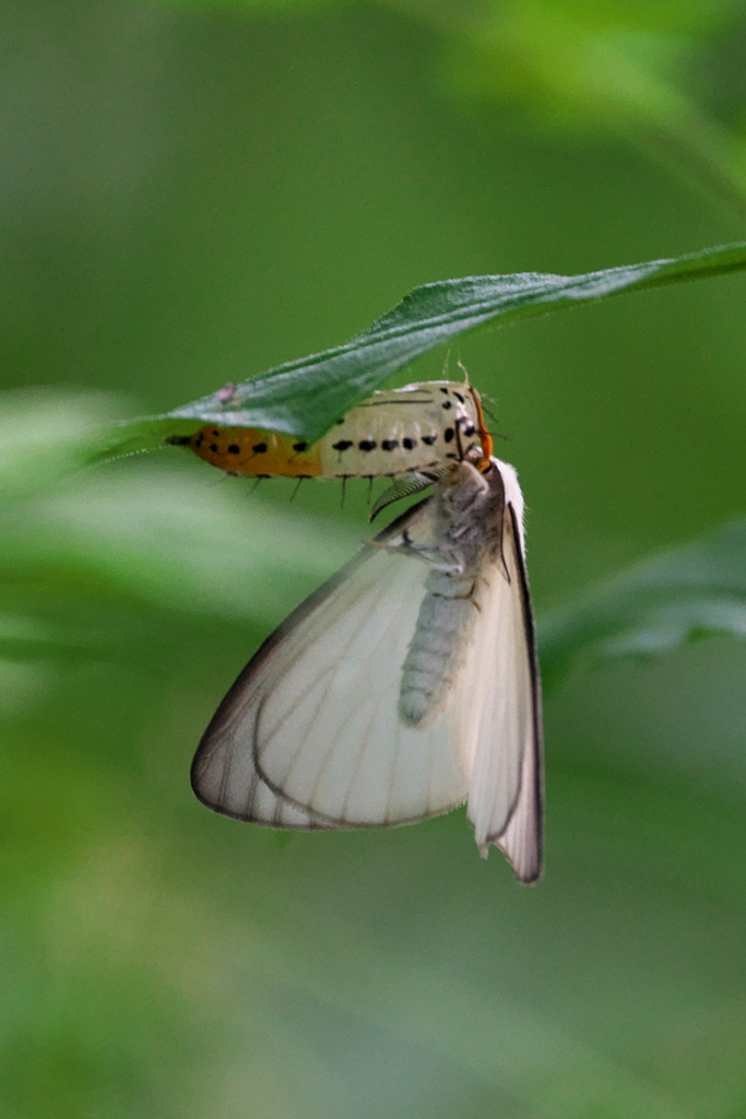 キアシドクガの羽化