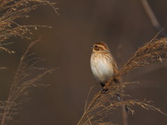 オオジュリンいやカシラダカ オオジュリンいやカシラダカ