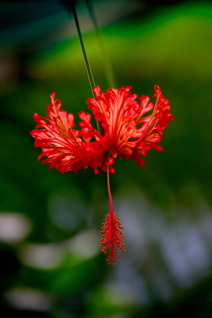 風鈴仏桑花