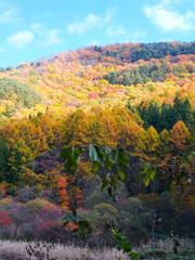 高原の紅葉