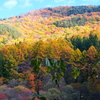 高原の紅葉