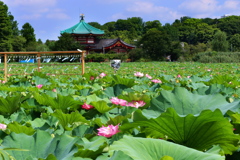 夏の蓮池