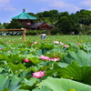 夏の蓮池